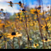 © Karen E. Michaels PhotoID # 16083552: Black Eyed Susan 