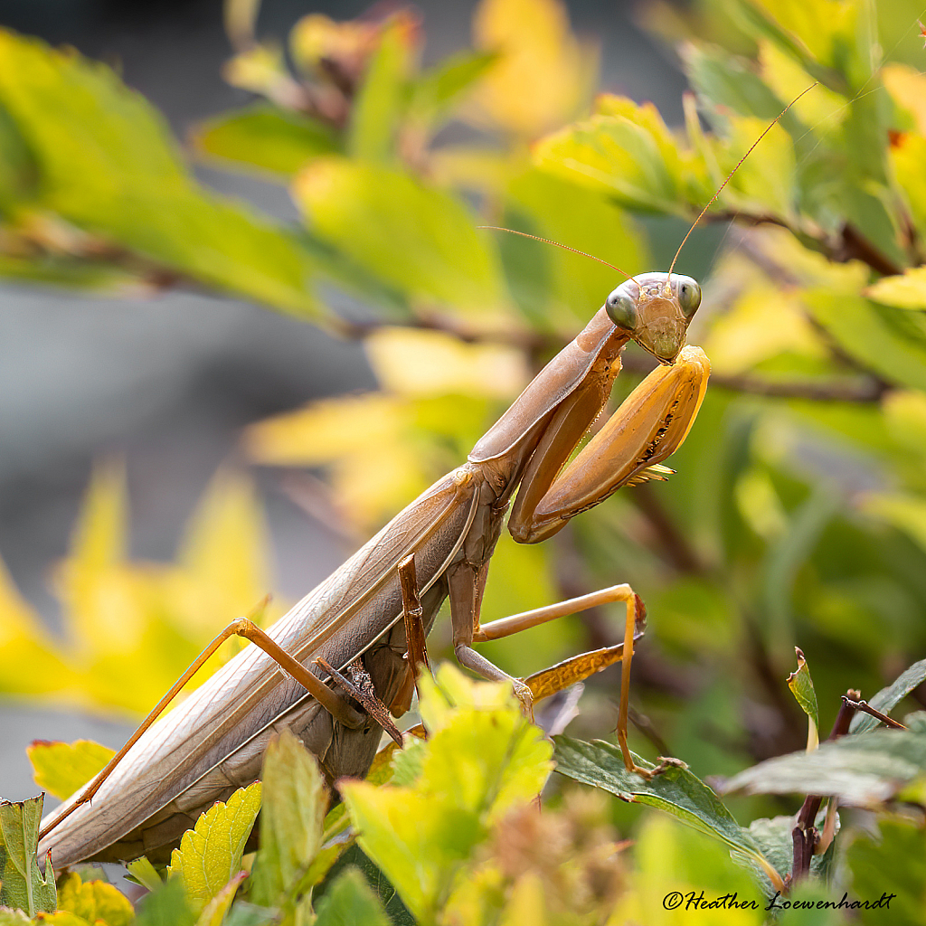 Praying Mantis