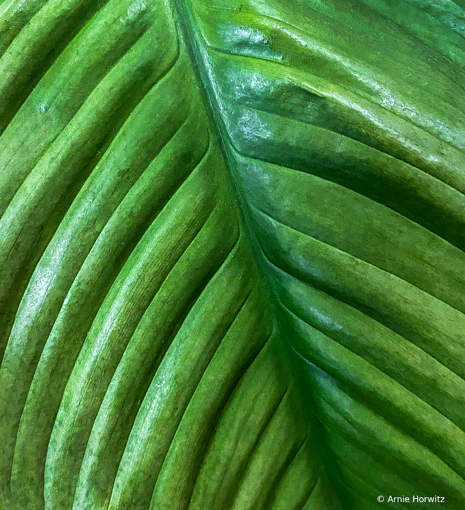 Patterns in Green