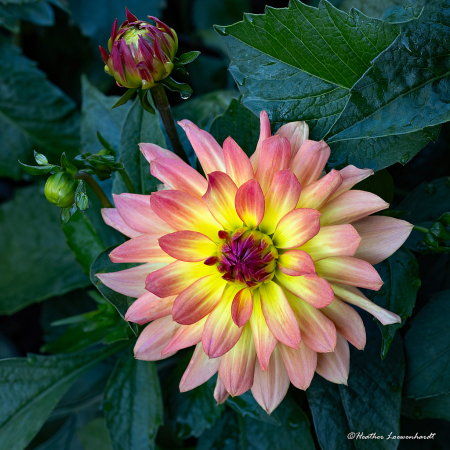 Exquisite Dahlia