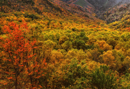 Smoky Mountain Color