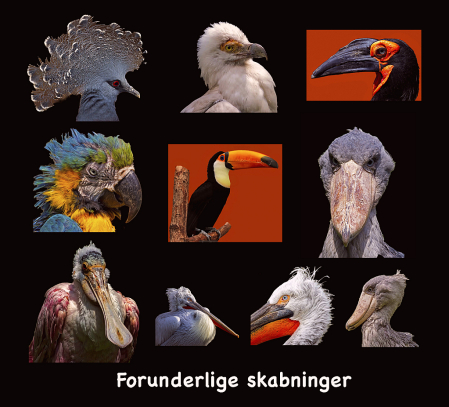 Collage of birds