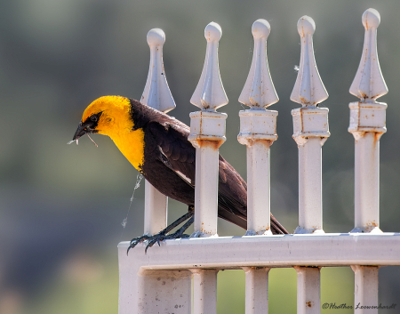 Yellow-headed Blackbird with lunch