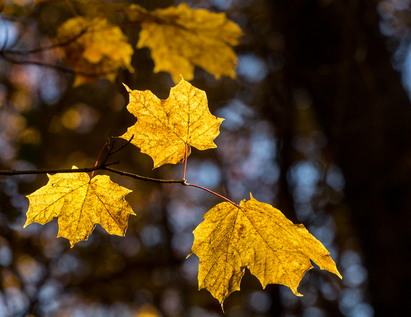 Three Leaves 