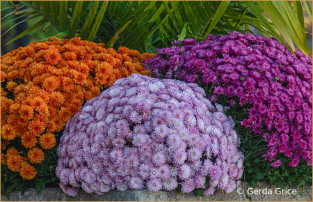 Mums in an Autumn Sidewalk Planter