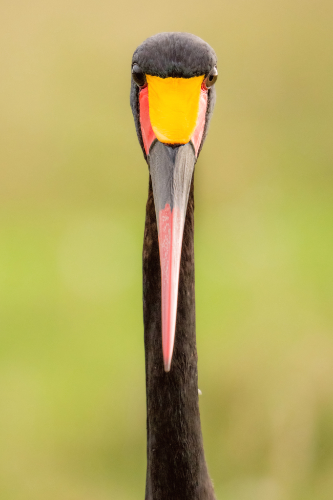 Saddle Billed Stork - Head On