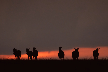 Antelope Sunset