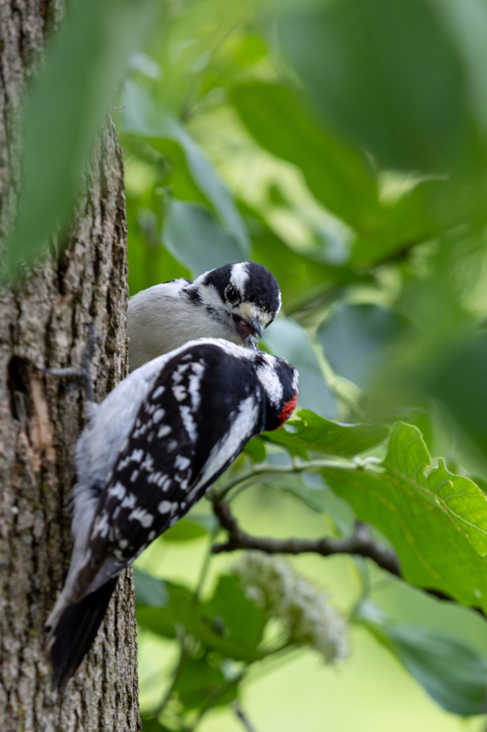 Just A Little Peck