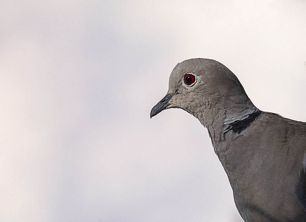 Pigeon outside my window - ID: 16083903 © Bruce E. Van-Buskirk