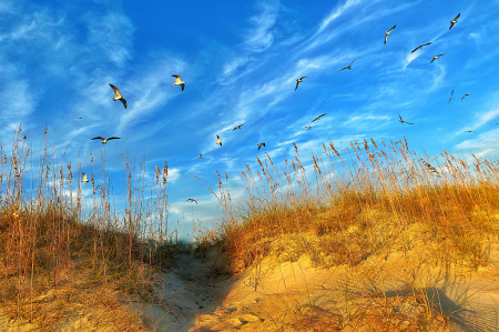 Dune Flight