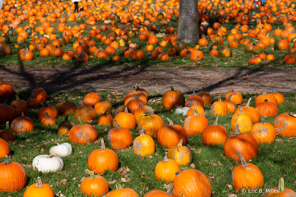 Pumpkin picks - ID: 16084000 © Eric B. Miller