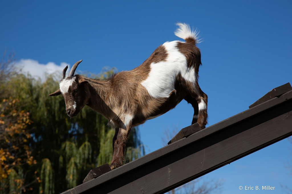 Goat posing - ID: 16084001 © Eric B. Miller