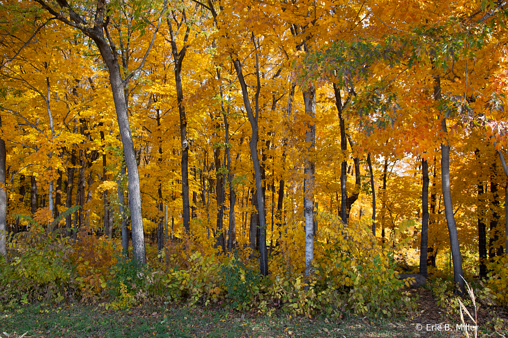 Fall's last colors - ID: 16084003 © Eric B. Miller
