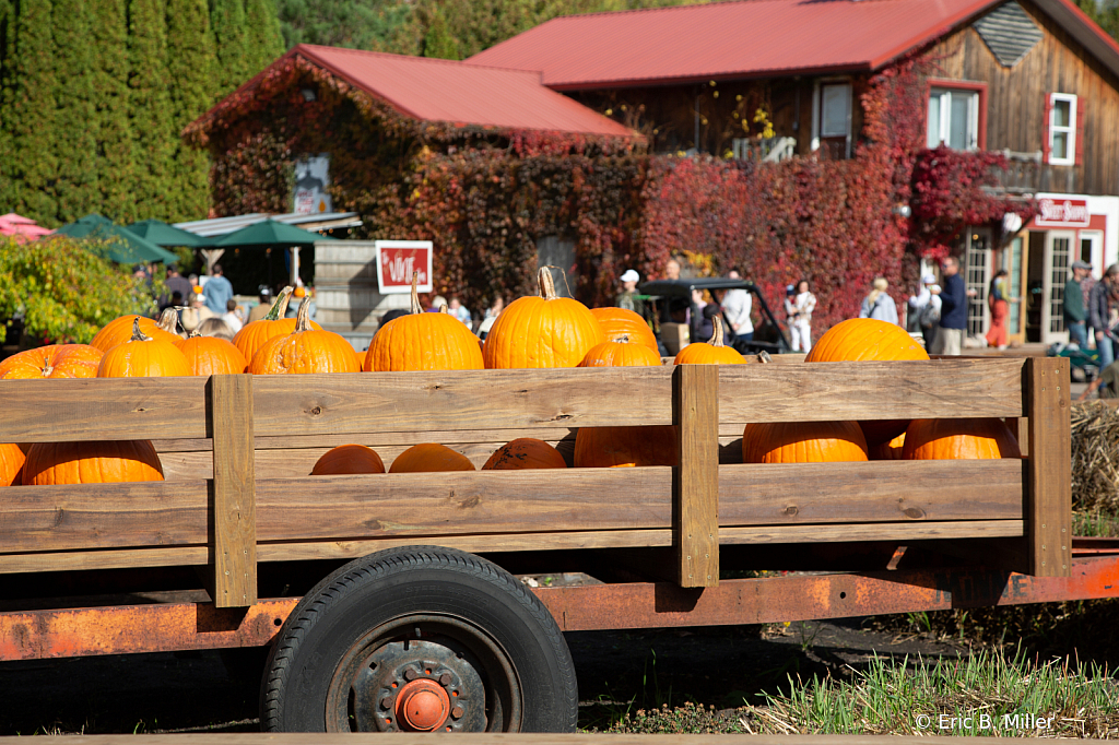 Pumpkin delivery - ID: 16084010 © Eric B. Miller