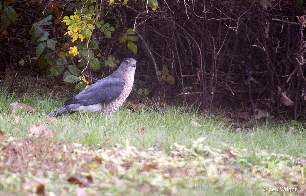 Morning Visitor - ID: 16084015 © deb Wright