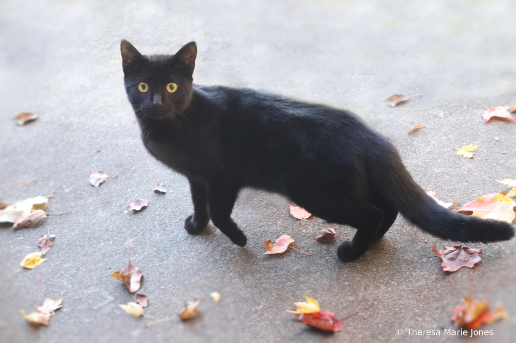 Black Cat - ID: 16083969 © Theresa Marie Jones