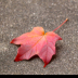 © Theresa Marie Jones PhotoID # 16083975: I Fell For You