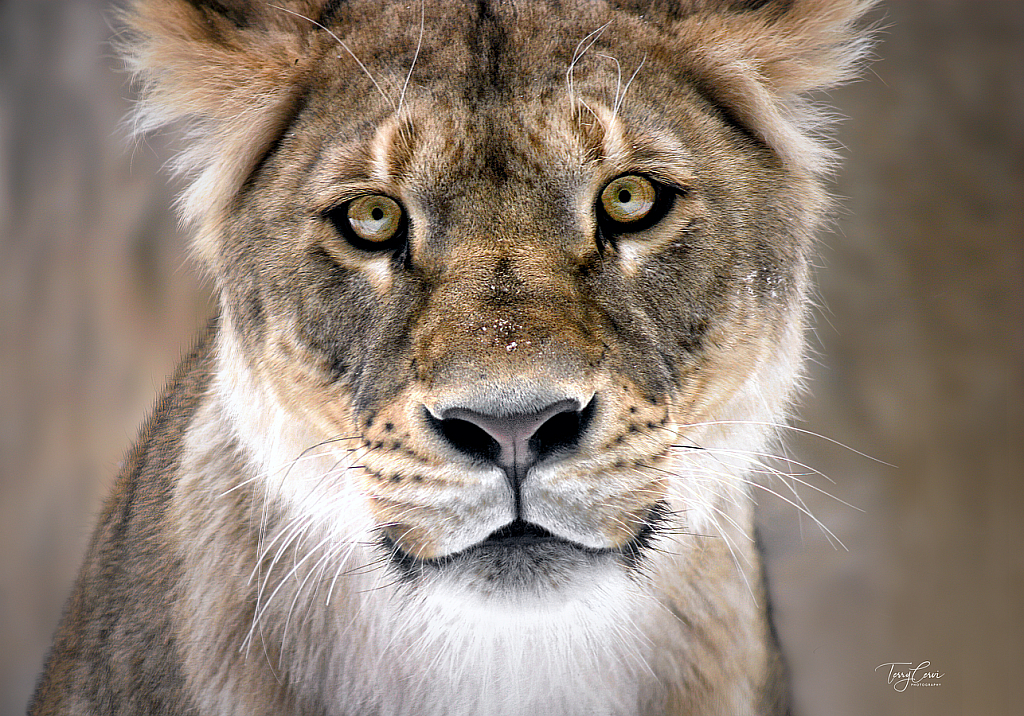 Beautiful Stare