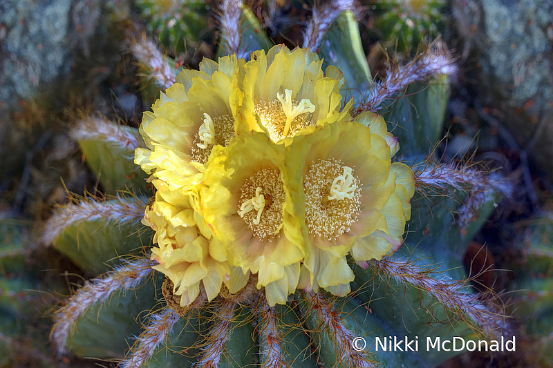 Parodia Cactus