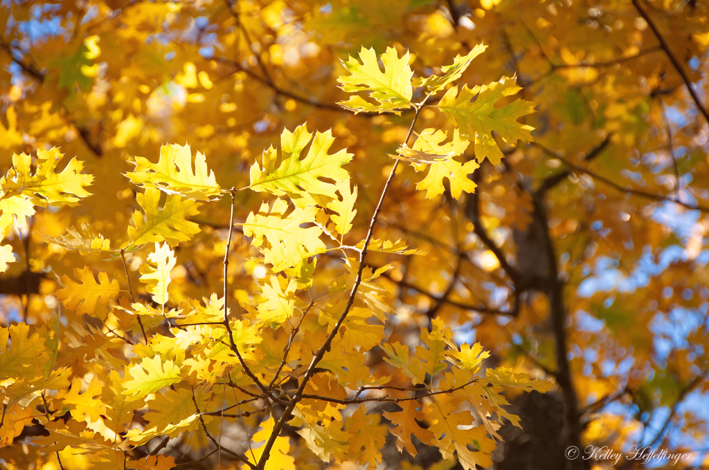 Golden Leaves of Fall - ID: 16084049 © Kelley J. Heffelfinger