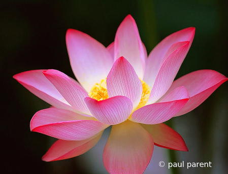 Pink Lotus II