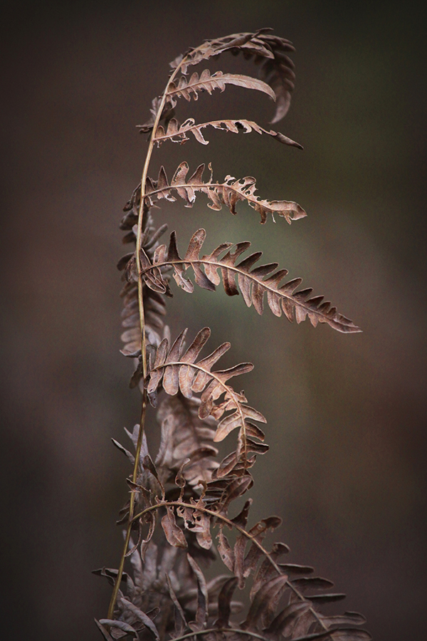 Autumn Fern