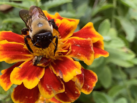 carpenter bee