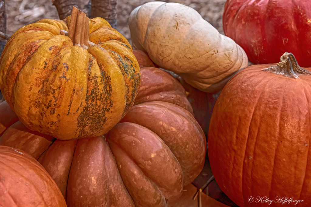 Pumpkin Season - ID: 16084112 © Kelley J. Heffelfinger