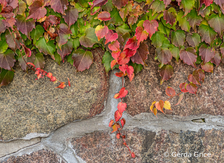 Autumn Vines