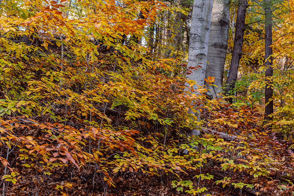 Yellow, Gold & Greens of Autumn