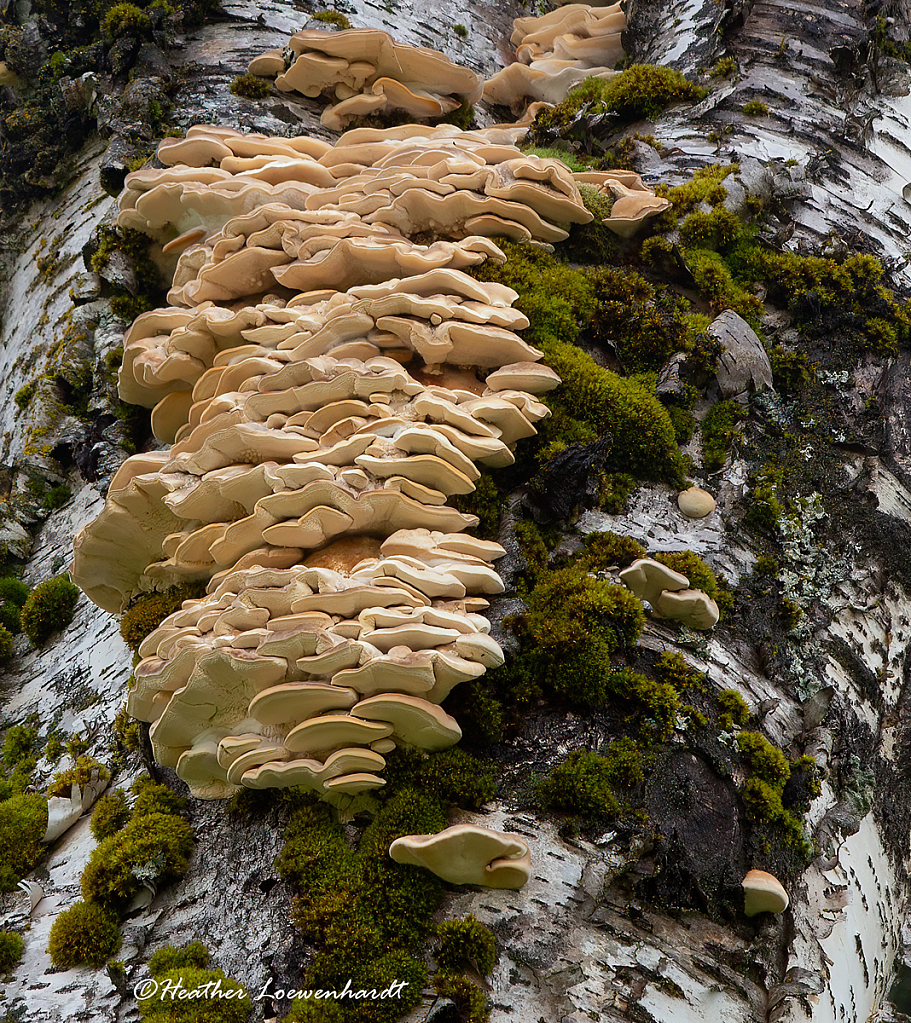 Shelf Fungi