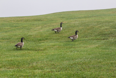 Three Canada Geese 