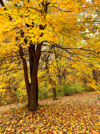 The Big Yellow Tree