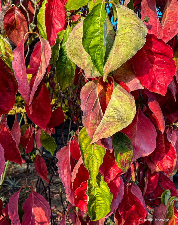 Colors of Fall