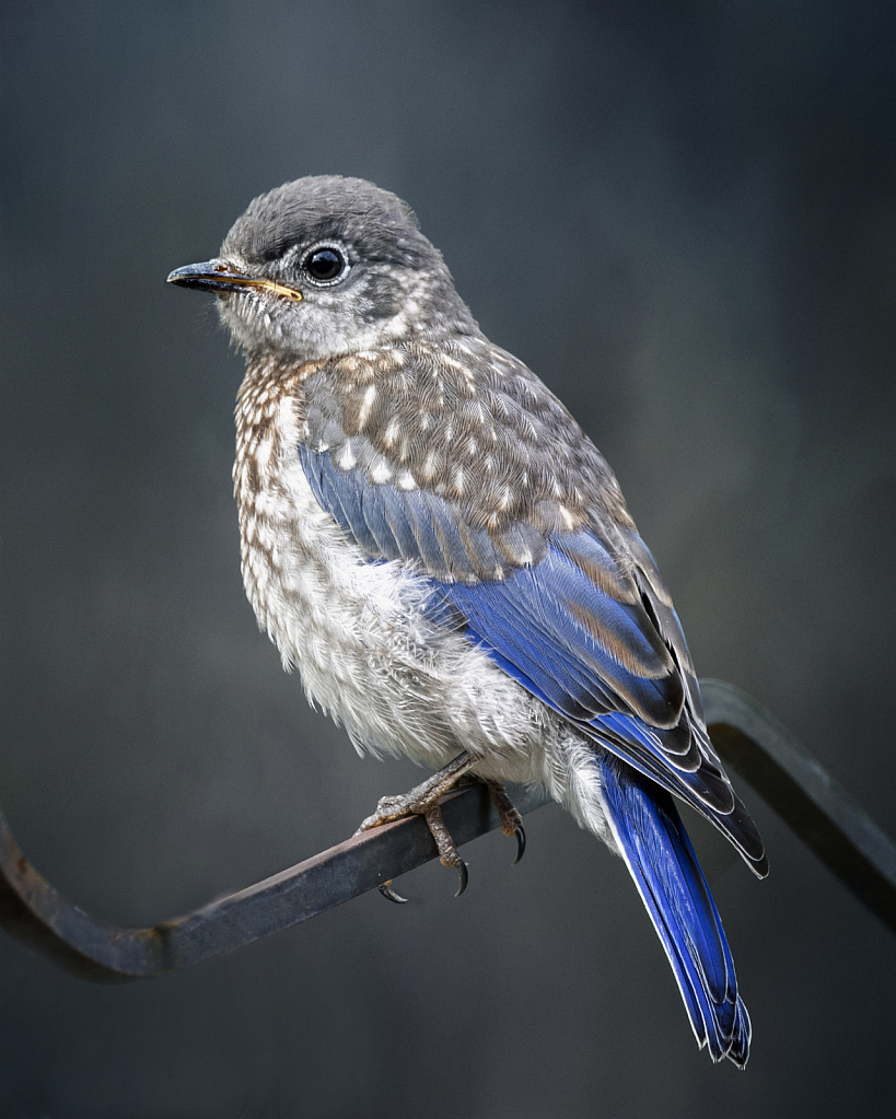 Baby Bluebird Portrait