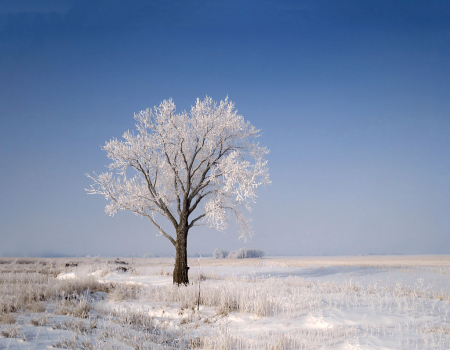 Another Frosty Tree