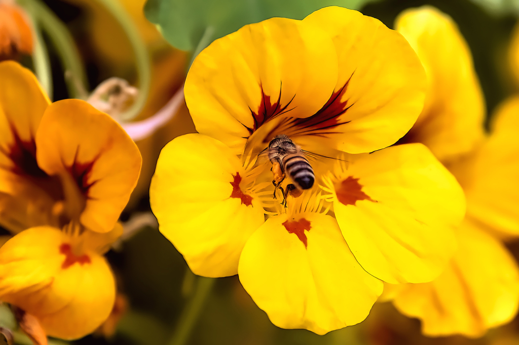 Pollination - ID: 16084625 © Kelley J. Heffelfinger