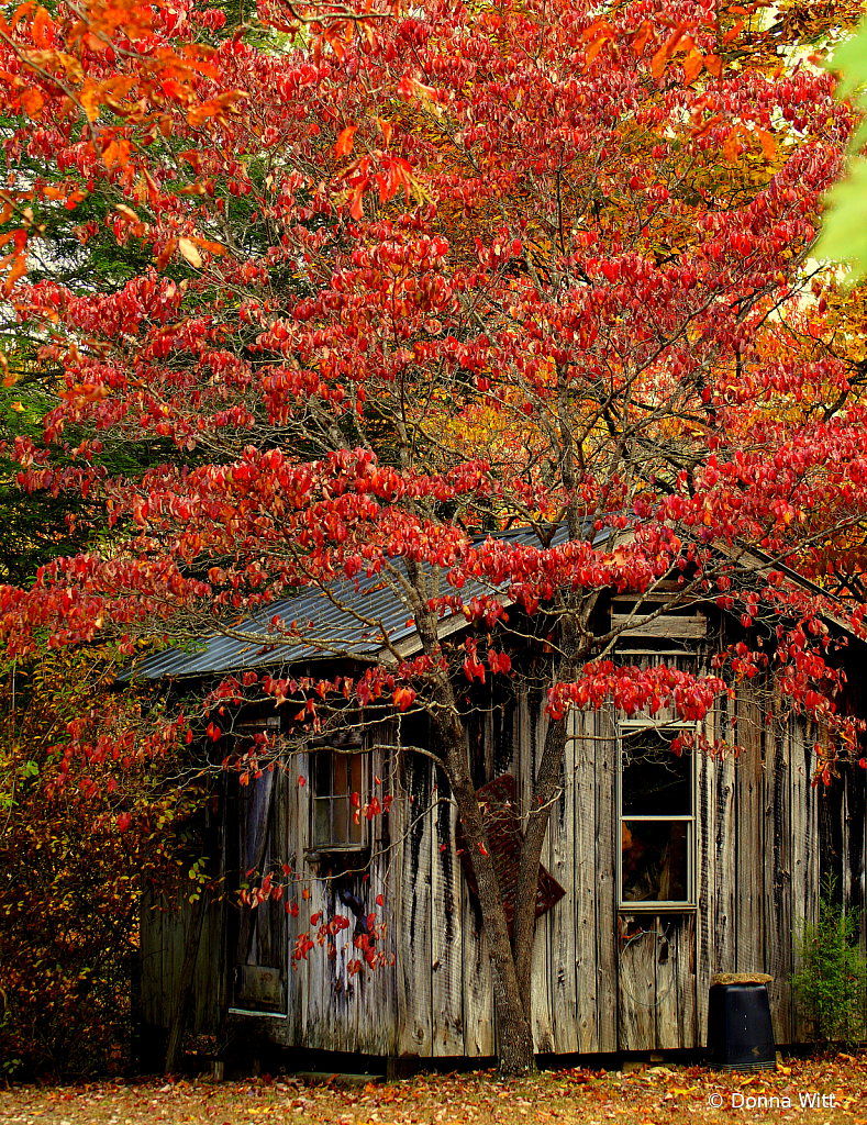 CABIN