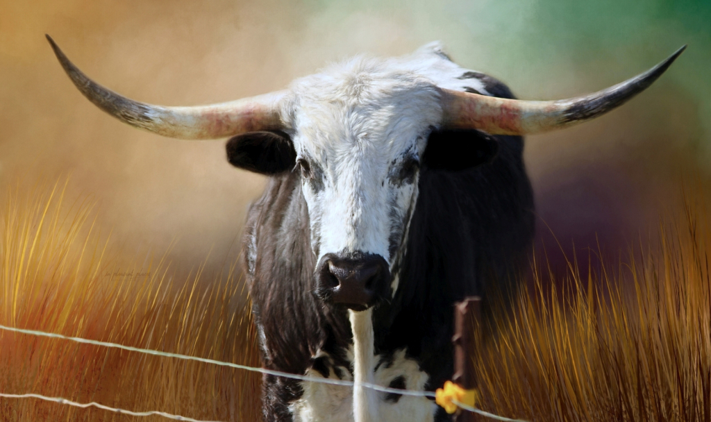 Texas Longhorn