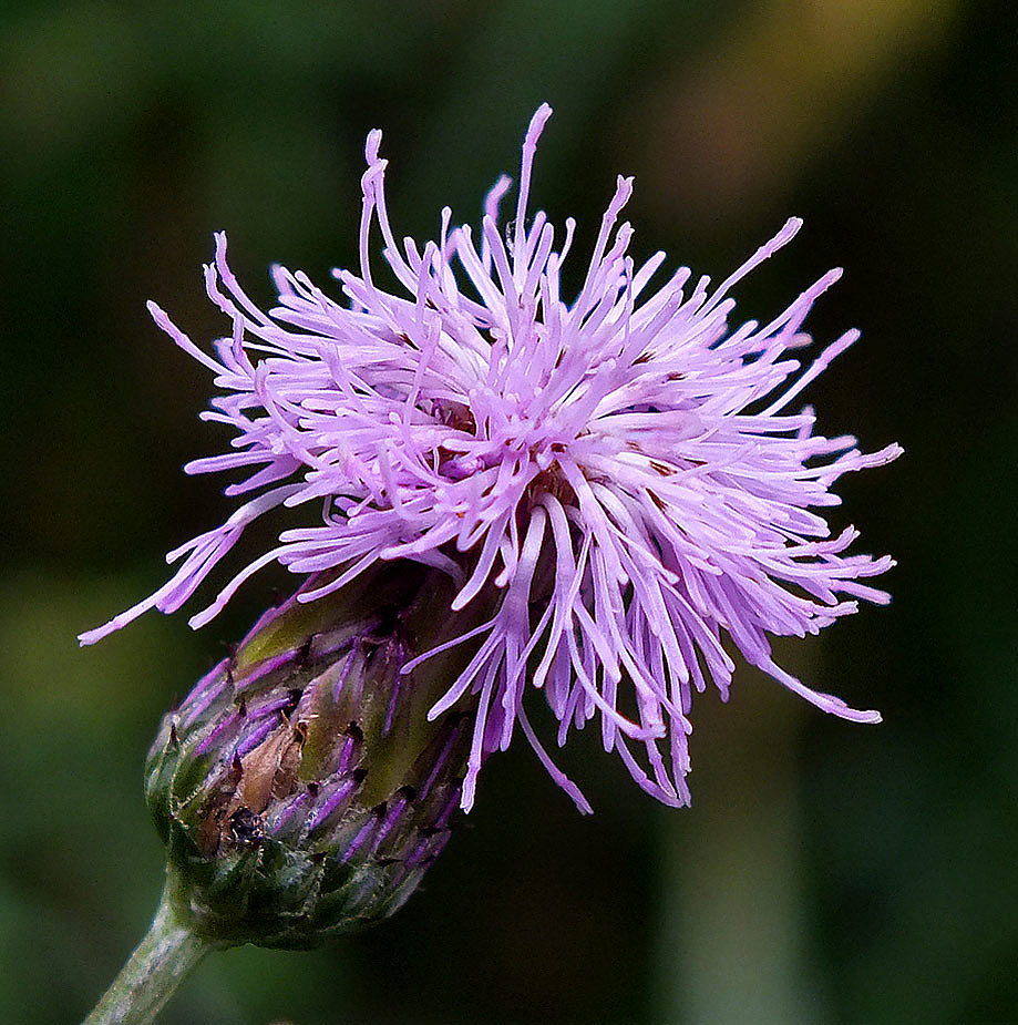 Pink And Frizzy