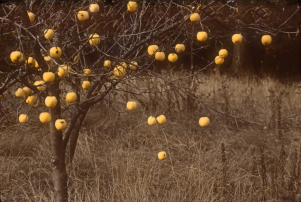 A Constellation of Apples