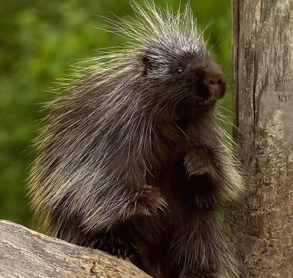 Porcupine