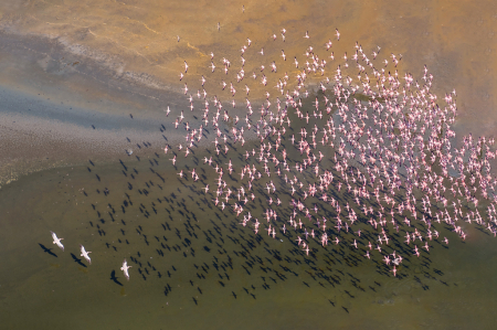 Flamingos and Pelicans Flying Over Salt Lakes