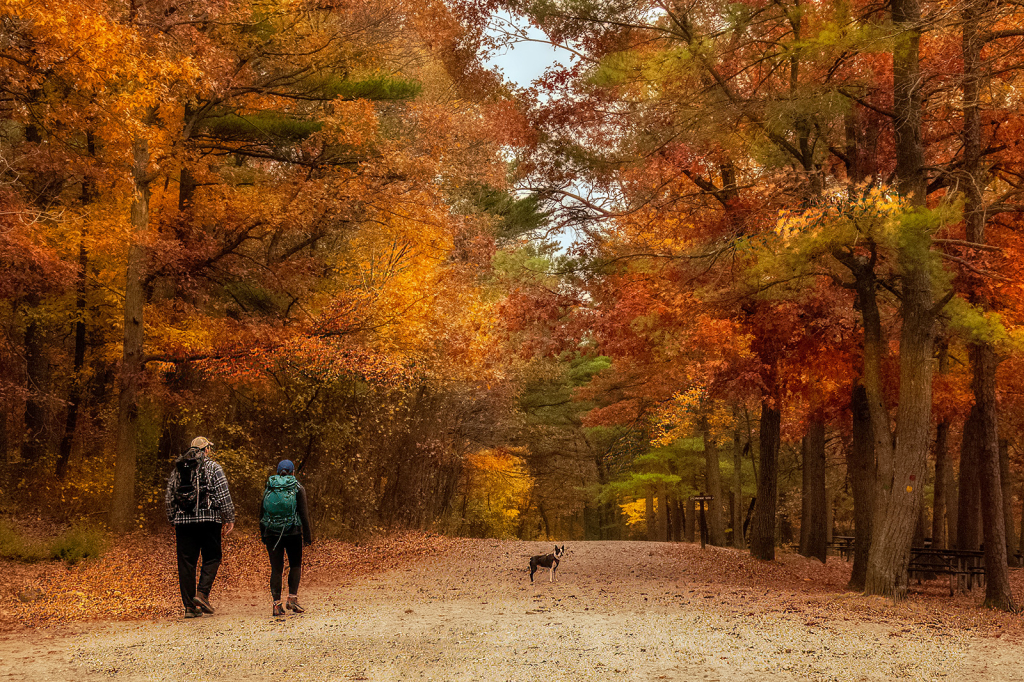 A Walk in the Woods