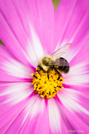 Imagine Life Without Our Pollinators