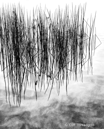 Zen reeds