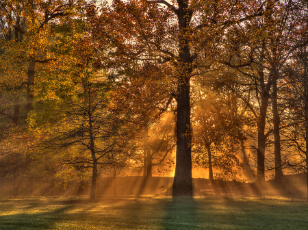 Sunrise Beams