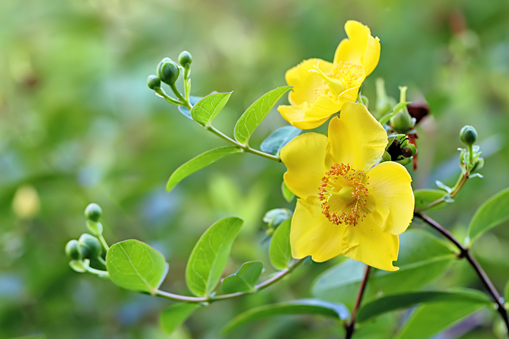 Yellow Flower