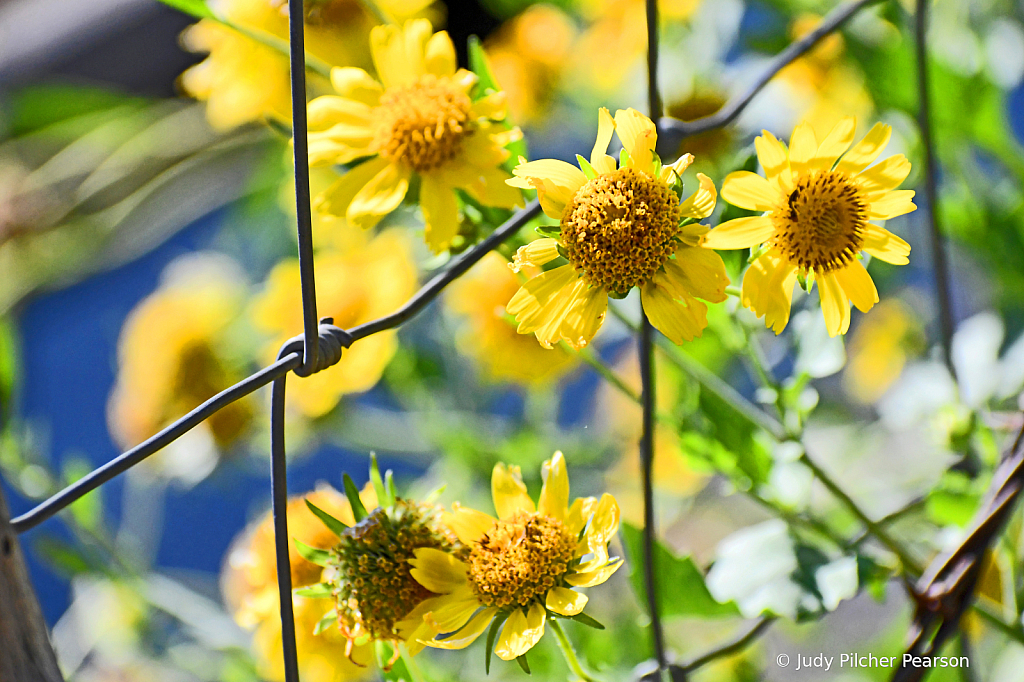 the last of the autumn wildflowers....