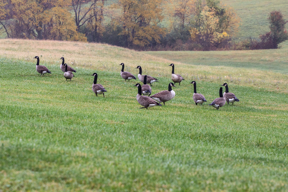 A Gaggle of Canada Geese 